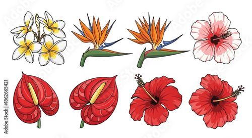 Tropical Exotic Flower Collection Featuring Bird of Paradise, Red Anthurium, and Hibiscus Illustration