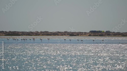 Footage of a flock of wild flamingos (likely Greater Flamingos) standing and foraging in the shallow, sparkling waters of a coastal lagoon or salt flat in Bar Al Hickman, Al Sharqiyah South Governorat