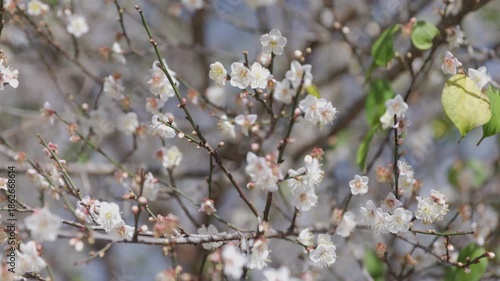 White chinese plum blossom on mountain in northern Thailand.