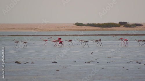 A serene natural landscape shot of a group of wild pink flamingos wading and feeding in the calm, shallow waters of the Bar Al Hickman tidal lagoon in the Al Sharqia region of Oman, with a sandy coast