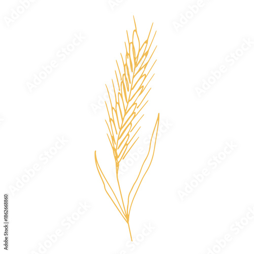 Hand drawn cereal wheat oat rye barley rice ears spikelet clipart Organic wheat bread agriculture farming harvest healthy food Single element for print packaging label design decor