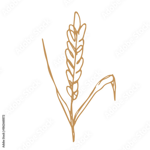 Hand drawn cereal wheat oat rye barley rice ears spikelet clipart Organic wheat bread agriculture farming harvest healthy food Single element for print packaging label design decor
