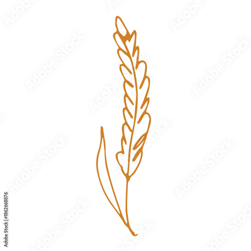 Hand drawn cereal wheat oat rye barley rice ears spikelet clipart Organic wheat bread agriculture farming harvest healthy food Single element for print packaging label design decor