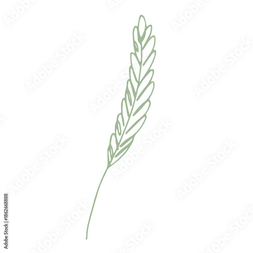 Hand drawn cereal wheat oat rye barley rice ears spikelet clipart Organic wheat bread agriculture farming harvest healthy food Single element for print packaging label design decor
