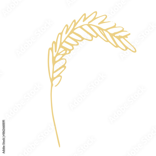 Hand drawn cereal wheat oat rye barley rice ears spikelet clipart Organic wheat bread agriculture farming harvest healthy food Single element for print packaging label design decor