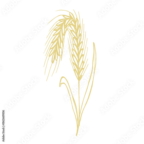 Hand drawn cereal wheat oat rye barley rice ears spikelet clipart Organic wheat bread agriculture farming harvest healthy food Single element for print packaging label design decor