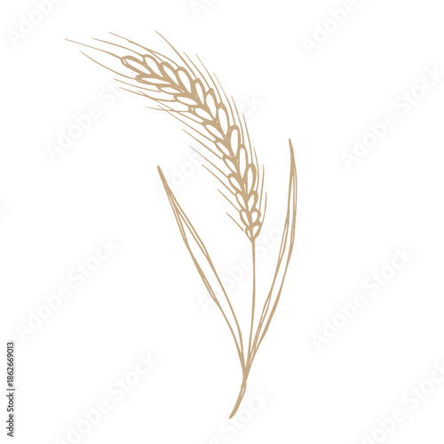 Hand drawn cereal wheat oat rye barley rice ears spikelet clipart Organic wheat bread agriculture farming harvest healthy food Single element for print packaging label design decor