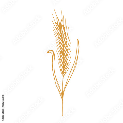 Hand drawn cereal wheat oat rye barley rice ears spikelet clipart Organic wheat bread agriculture farming harvest healthy food Single element for print packaging label design decor