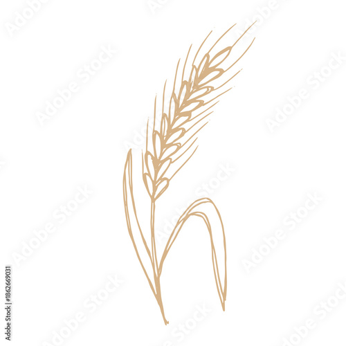 Hand drawn cereal wheat oat rye barley rice ears spikelet clipart Organic wheat bread agriculture farming harvest healthy food Single element for print packaging label design decor