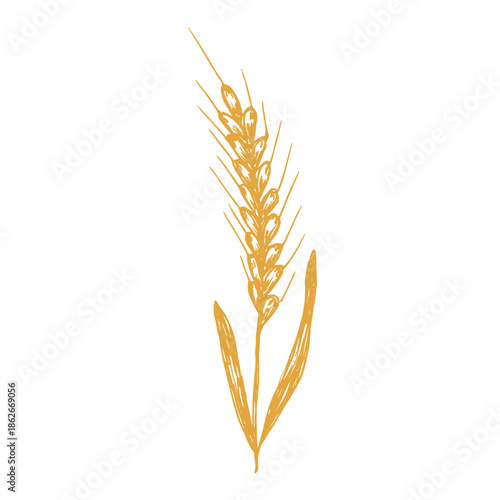 Hand drawn cereal wheat oat rye barley rice ears spikelet clipart Organic wheat bread agriculture farming harvest healthy food Single element for print packaging label design decor