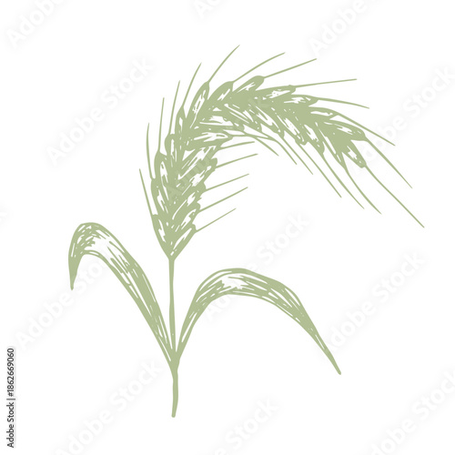 Hand drawn cereal wheat oat rye barley rice ears spikelet clipart Organic wheat bread agriculture farming harvest healthy food Single element for print packaging label design decor