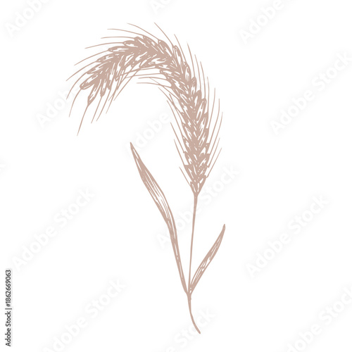 Hand drawn cereal wheat oat rye barley rice ears spikelet clipart Organic wheat bread agriculture farming harvest healthy food Single element for print packaging label design decor