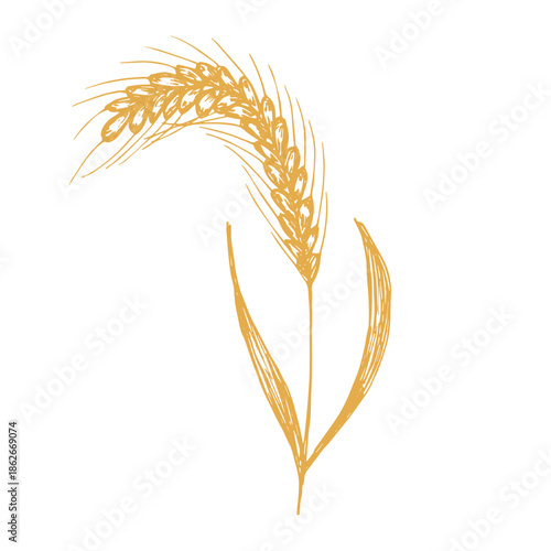Hand drawn cereal wheat oat rye barley rice ears spikelet clipart Organic wheat bread agriculture farming harvest healthy food Single element for print packaging label design decor