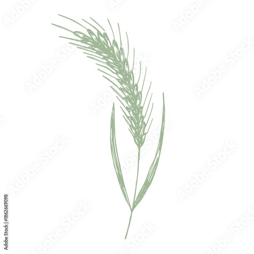 Hand drawn cereal wheat oat rye barley rice ears spikelet clipart Organic wheat bread agriculture farming harvest healthy food Single element for print packaging label design decor
