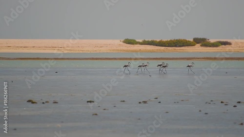 A serene natural landscape shot of a group of wild pink flamingos wading and feeding in the calm, shallow waters of the Bar Al Hickman tidal lagoon in the Al Sharqia region of Oman, with a sandy coast