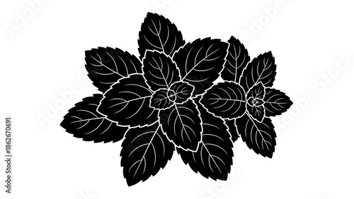 Beautiful black and white basil leaves illustration