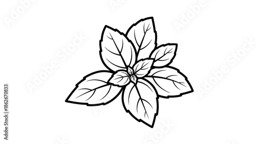 Simple line drawing of basil leaves