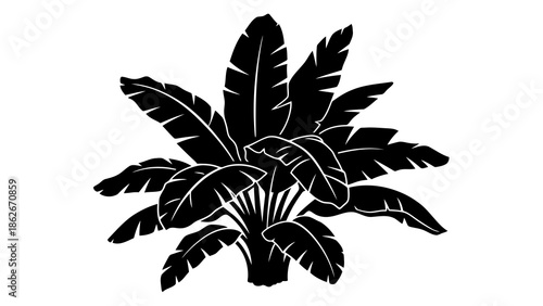 Black banana tree silhouette on white background