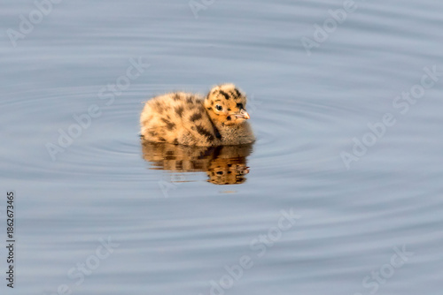 A small newborn chick of a common gull swims in the water of a lake.