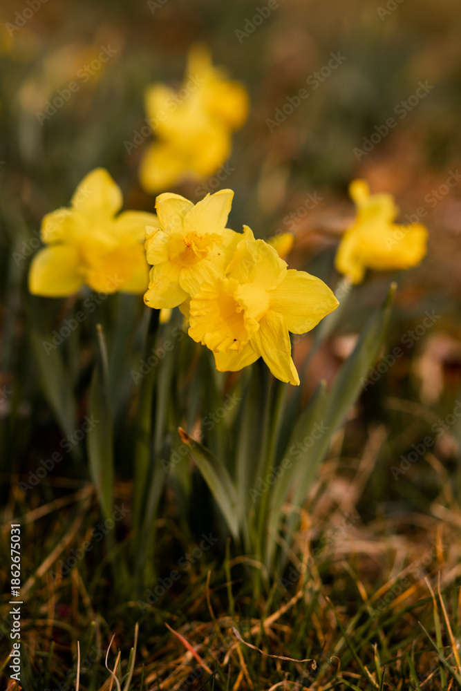 Obraz premium Daffodils. The field of daffodils. Daffodils at sunset. Spring Yellow Flowers