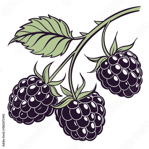 Fresh Blackberry Fruit Cluster Vector Illustration