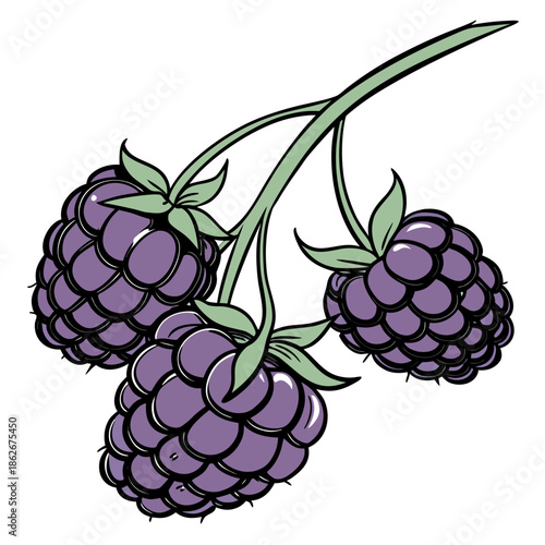 Organic Blackberry Illustration for Healthy Living