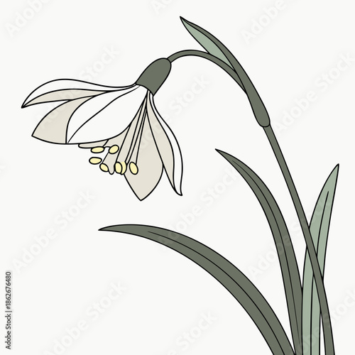 Elegant White Daffodil Flower with Soft Lighting