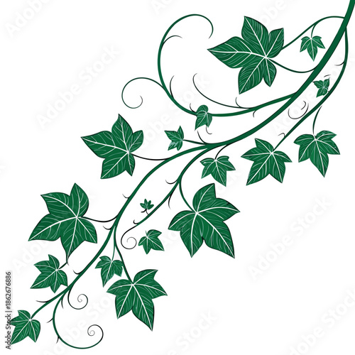 Fresh Green Ivy Vine with Small Leaves Illustration