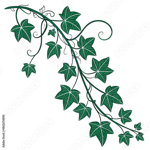Fresh Ivy Vine with Small Green Leaves on White Background