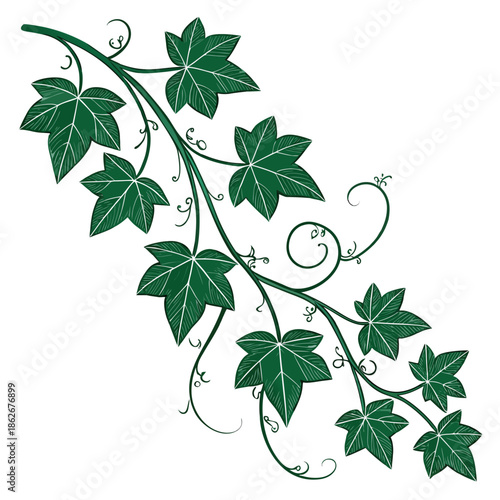 Elegant Green Ivy Branch with Small Lush Leaves Vector