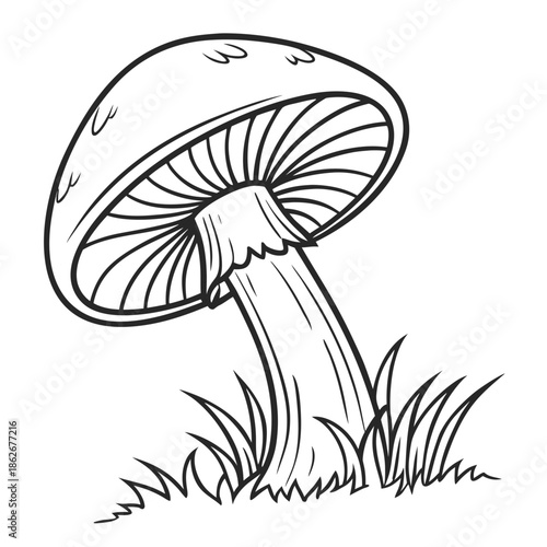 Hand Drawn Mushroom Outline Illustration Vector Sketch