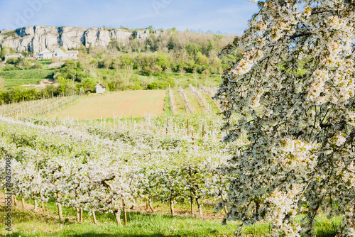 arbres fruitiers en fleurs au printemps. Cerisiers et pommiers fleuris devant des vignes de Côte d'Or. Falaises de la Bourgogne. Bourgogne printanière. Pollinisation. Verger en fleur