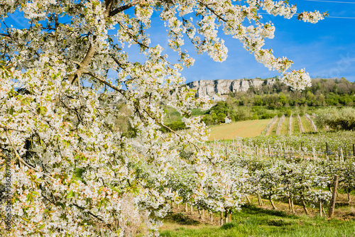 arbres fruitiers en fleurs au printemps. Cerisiers et pommiers fleuris devant des vignes de Côte d'Or. Falaises de la Bourgogne. Bourgogne printanière. Pollinisation. Verger en fleur