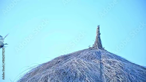 female peacock flying on hut, 