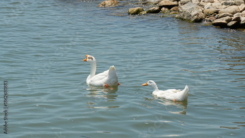 White geese swimming in calm lake water during a sunny day. This peaceful nature scene shows domestic waterfowl and ducks in a natural aquatic environment near rocks.