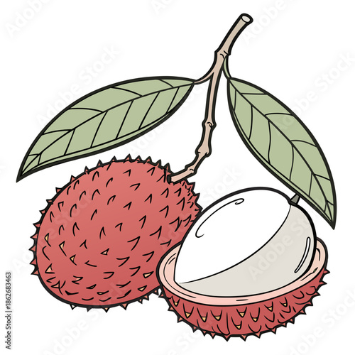 Juicy Lychee Fruit with Peeled Skin, White