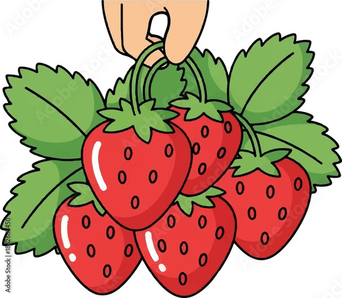 An illustration of a hand holding a bunch of fresh, ripe red strawberries with green leaves and stems