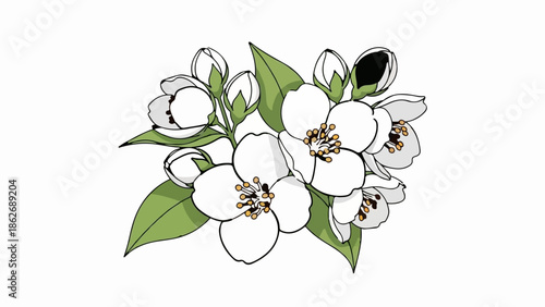 An illustration of white flowers with green leaves and buds, featuring delicate yellow stamens
