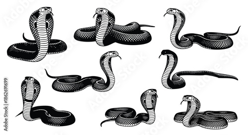 Cobra snake illustrations in various poses and designs