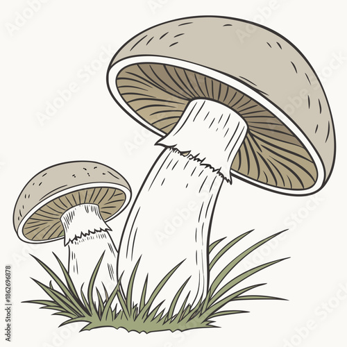 Detailed Wild Mushroom Illustration on White Background