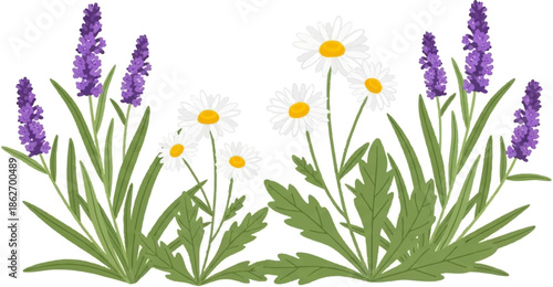 Illustration featuring vibrant purple lavender spikes and cheerful white daisies with yellow centers