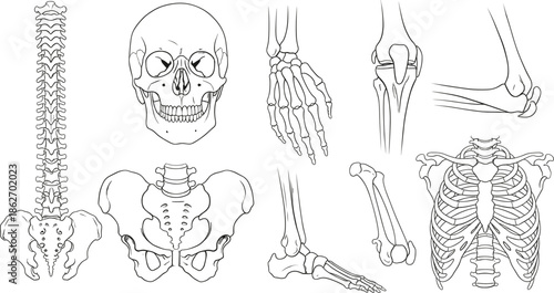 Black and white line art vector illustration set featuring human anatomical bones including skull spine pelvis rib cage hand and foot elements.