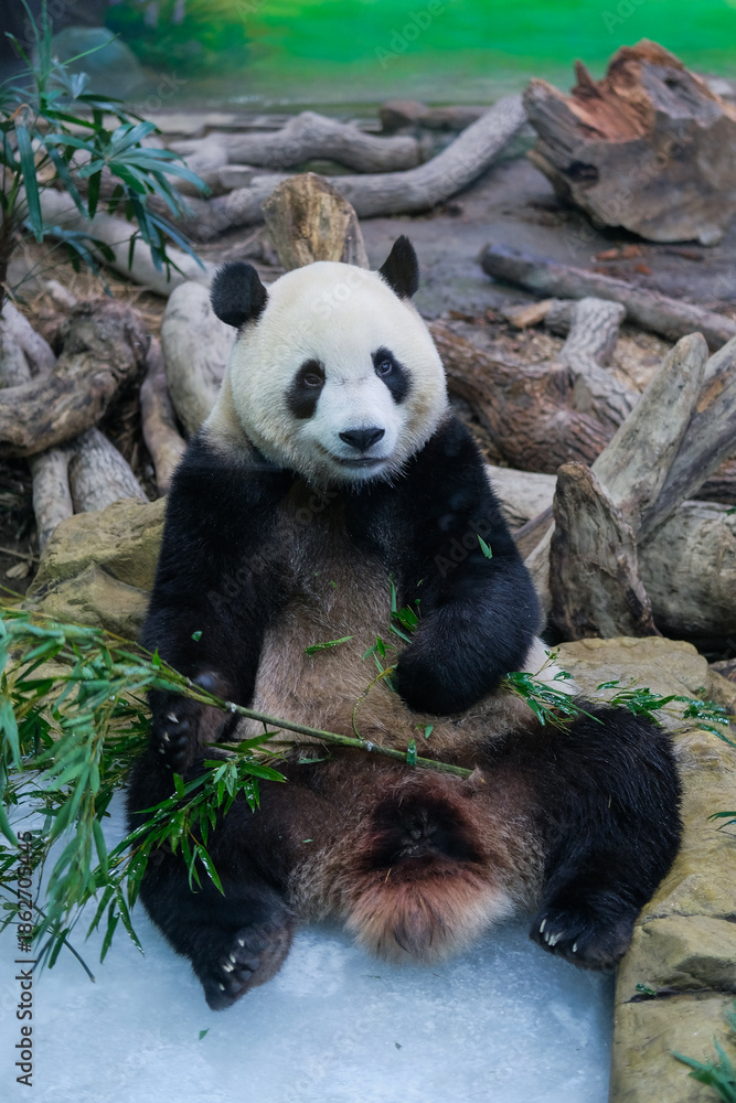 Naklejka premium Giant panda sitting upright looking at the camera