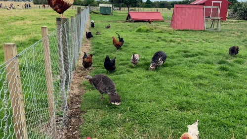 A bunch of chickens and hens roaming around in a free range farm grass meadow field in New Zealand.