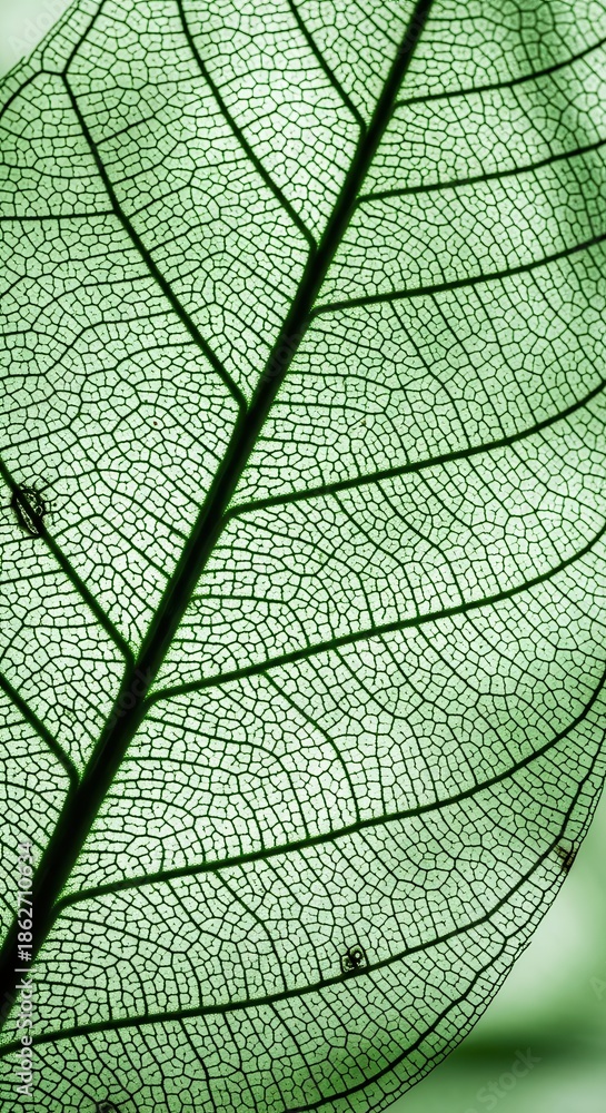 Obraz premium Translucent Green Leaf Skeleton Macro Photography
