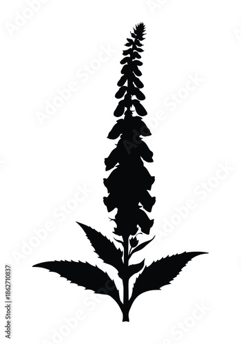 Striking black silhouette of a tall, elegant flowering plant with a dense floral spike and basal leaves on a white background.