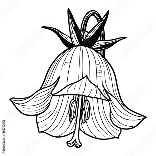 Detailed black and white line art illustration of a single bellflower, showcasing its delicate petals and internal structures.