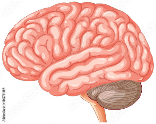 3d rendered illustration of a brain