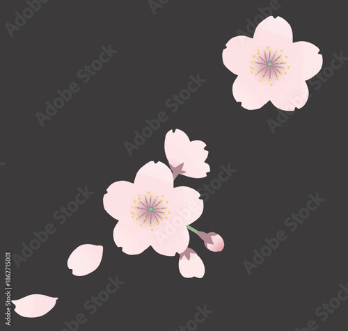 イラスト素材：桜の花, Cherry blossoms, vector.eps