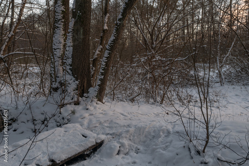 A snow-covered forest path in winter light.